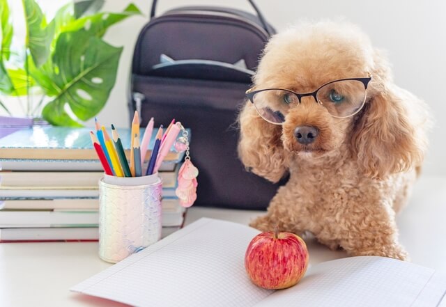 Hundeschule