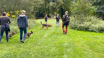 DogDaniel Hundetraining